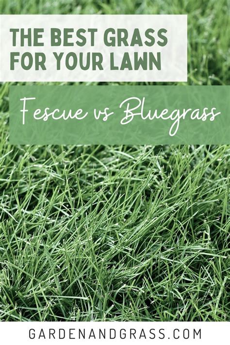 The Differences Between Fescue Vs Bluegrass Grasses To Plant For Lawn And Garden Fescue