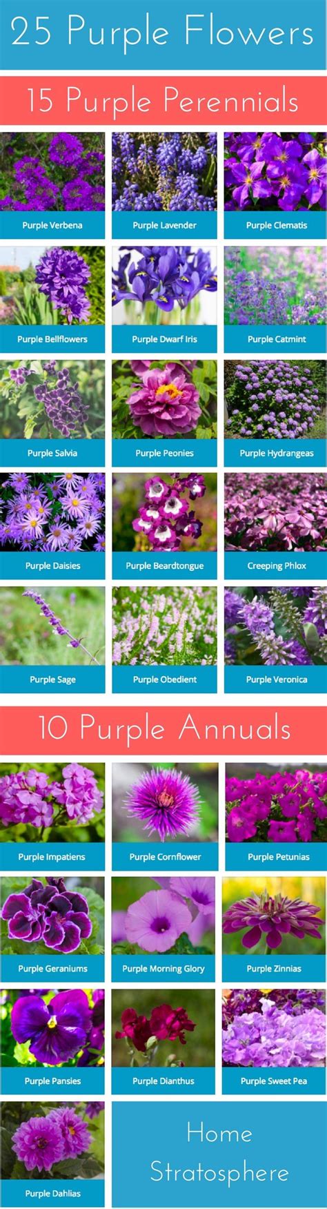 30 Stunning Purple Flowers For Your Garden For 2023 Purple Flowers