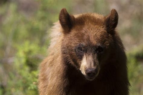 Black Bear Ursus Americanus Stock Photo Image Of Portrait Brown