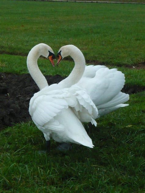 Swan Love Swans Couple By Margotshareaza On Deviantart