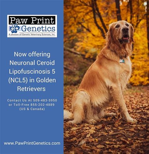 Paw Print Genetics Pawprintgenetics • Instagram Photos And Videos Genetic Health Paw Print
