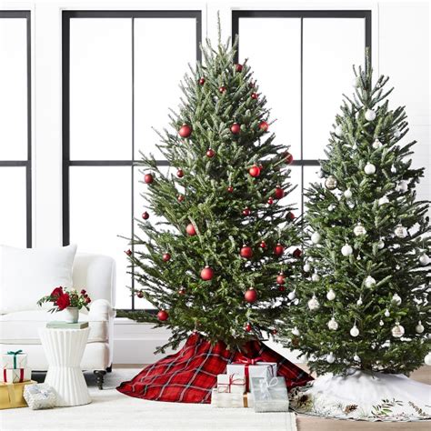 Fresh Blue Ridge Mountain Christmas Tree Williams Sonoma