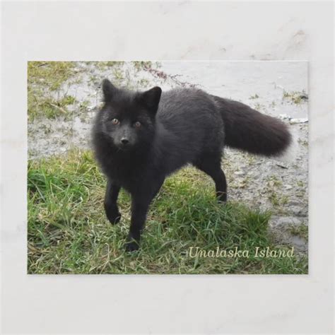Black Fox On Unalaska Island Postcard Zazzle