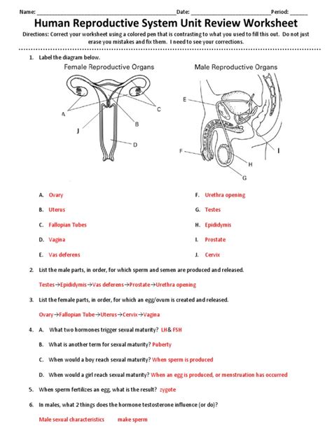 Human Reproduction Unit Review Worksheet Key 2015 2016 Pdf Human Reproduction Sexuality