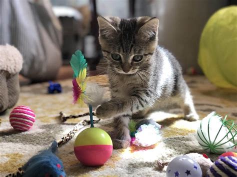 Best Cat Toys of 2019 | Figo Pet Insurance