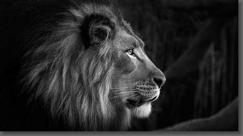 This collection presents the theme of lion wallpaper black and white. Lion black and white