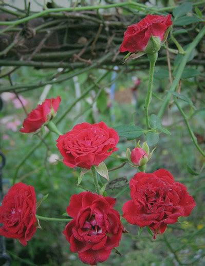 Rosa Red Cascade A Repeat Flowering Miniature Climbing Rose Susan