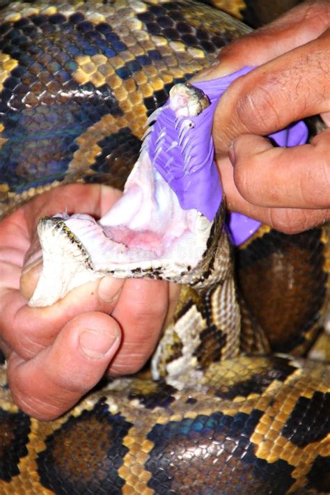 Sharpness Of The Python Teeth Stock Image Image Of Behavior Long