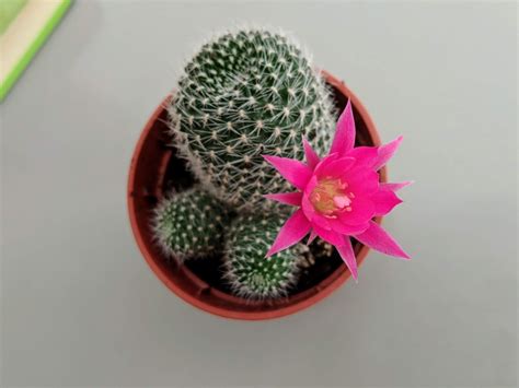 How Often Does A Cactus Flower Bloom Cactusway