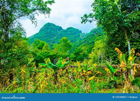 Forest Jungle Of The Cat Ba Island Halong Bay Vietnam Stock Image
