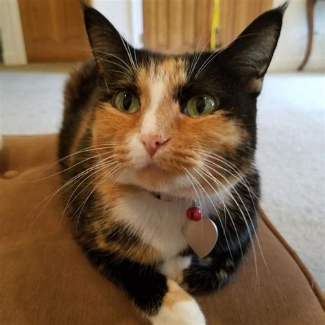 Gorgeous Calico Mix Catfacts Tabby Cat Cat Facts Calico Cat Facts