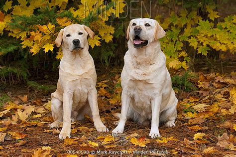 Minden Pictures Yellow Labrador Retriever Canis Familiaris Older