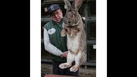 The Biggest Rabbit In The World 🇬🇧 T Named Ralph From The Uk Became A