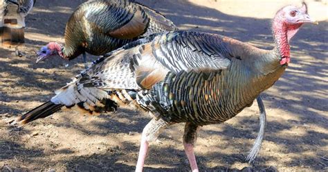 Outdoors Wild Turkeys Made A Thanksgiving Comeback