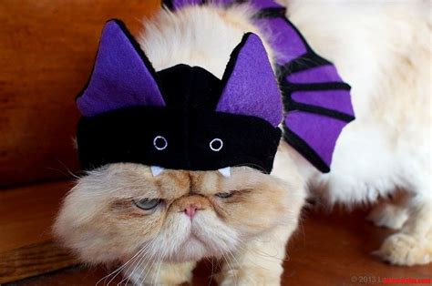 I Am Vengeance I Am The Night I Am Batcat Cute Cats Hq Pictures