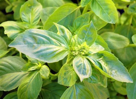 Some plants can help to deter insects from their plant companions, provide them with rich soil and even enhance the flavour of their garden buddies. Garden BFFs? Why Your Vegetables Are Begging for Companion Plants