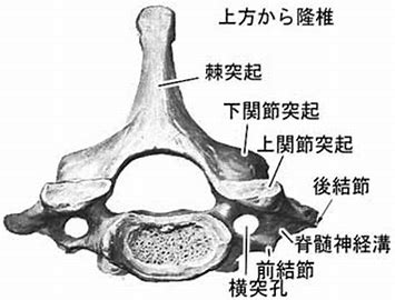 中・下位頸椎 解剖構造 に対する画像結果