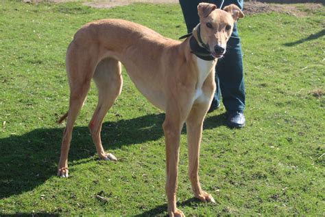 Blondie Greyhound Trust Suffolk