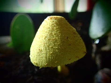 Yellow Mushroom With Potted Jade Plant The Backyard Arthropod Project