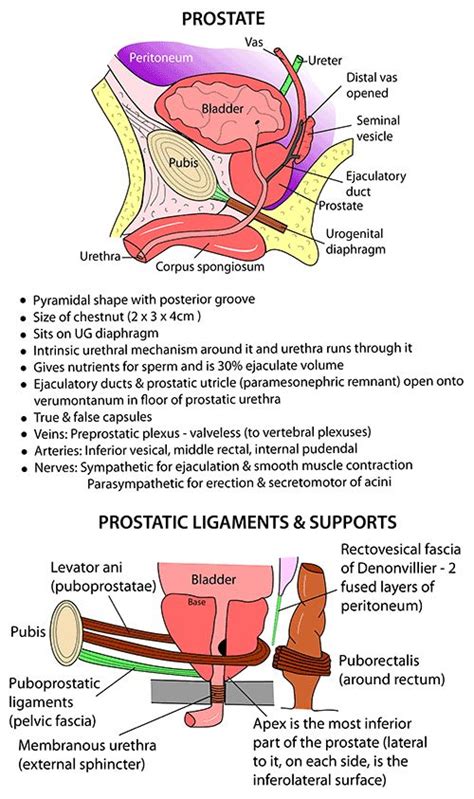 Instant Anatomy Diagram Prostate Urinary Tract Prostate Health