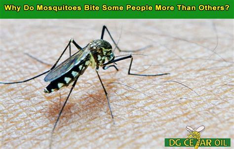 Why Do Mosquitoes Bite Some People More Than Others Dg Cedar Oil