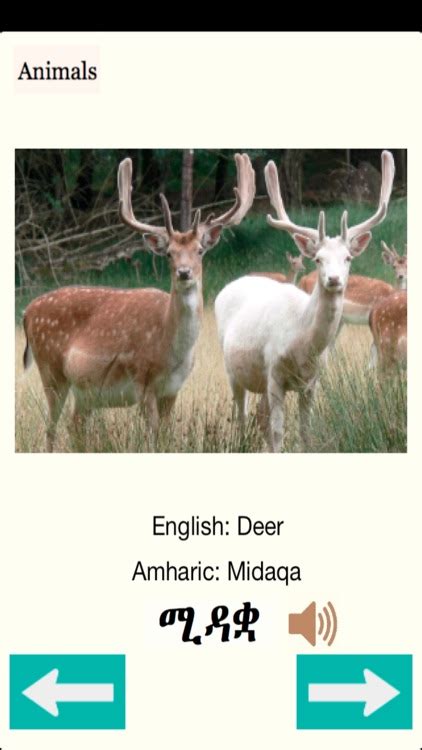 Animals Names In Amharic By Petros Asrat