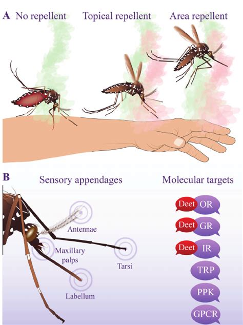 Mode Of Action Of Insect Repellents A Arthropods Such As Mosquitoes