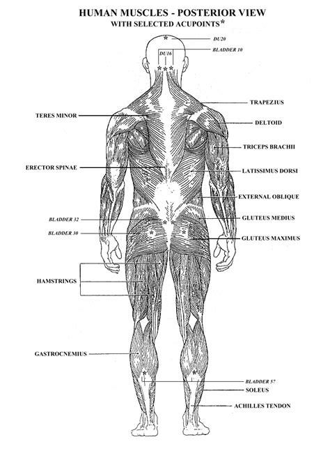 Muscles stretch across joints to link one bone with. Human Muscles Diagram : human-leg-muscles-diagram ...