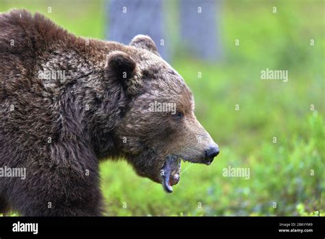 Brown bear with open mouth. Close up. Scientific name: Ursus arctos