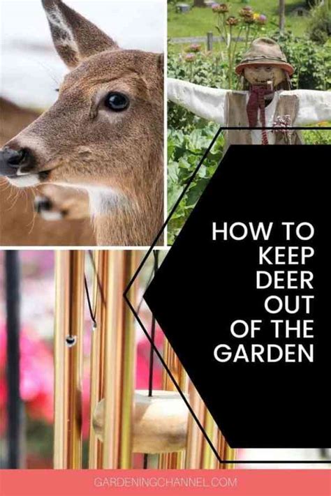 This netting will protect your garden and shrubs from deer and will surround plant beds and trees. Humane Ways to Keep Deer Out of Your Garden - Gardening ...