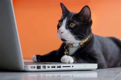 Black Cat Working At The Computer As A Developer Online Stock Photo