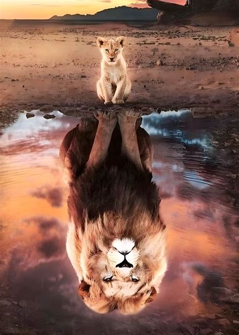 Cat Lion Mirror King Poster Picture Metal Print Paint By Korban Rindu Displate