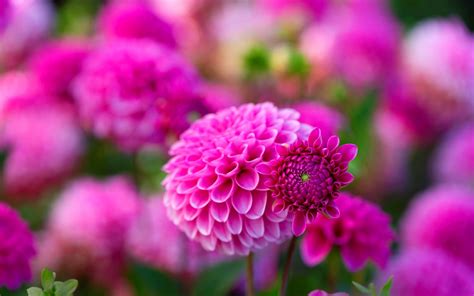 Pink Dahlies Beautiful Flowers Pictures In Nature