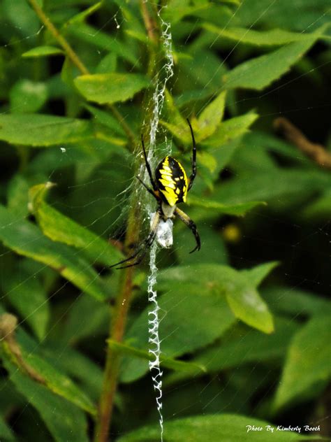 Yellow Garden Spider Argiope Aurantia Cranberry Swamp Finz Flickr