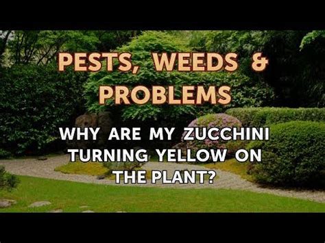 They're like clown plants always my zucchini does this too, in the morning it's fine but as it follows the sun across the back yard the weight of the leaves shifts and makes it fall over. Why Are My Zucchini Turning Yellow on the Plant? - YouTube