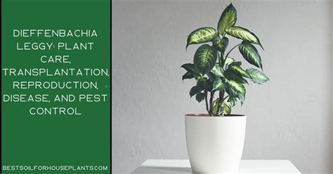 Dieffenbachia Leggy The Complete Guide To Growing 2022