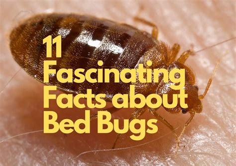 11 Little Known Facts About Bed Bugs Excel Pests Services