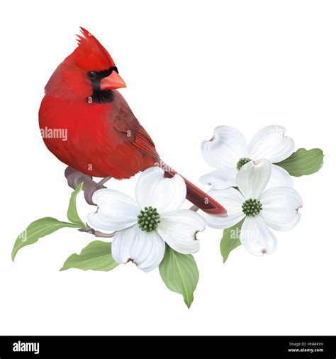 Cardinal Flower Bird Hi Res Stock Photography And Images Alamy