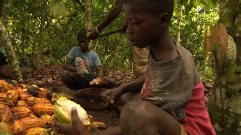 Nestle To Act Over Child Labour In Cocoa Industry Bbc News