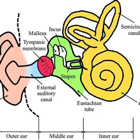 Schematic Of The Outer Ear Middle Ear And Inner Ear Download