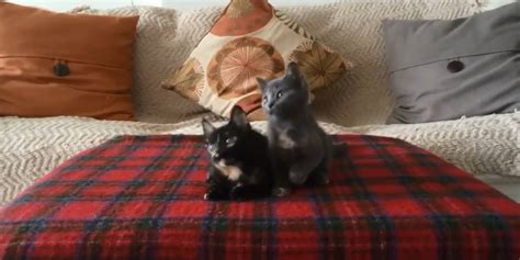 These Headbanging Kittens Will Make Your Day Huffpost Uk