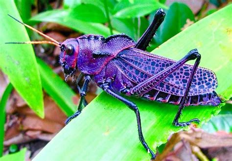 Purple Cricket Pretty Animals Beautiful Bugs Animal Photo