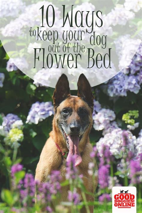 Learn how to keep a dog out of flowerbeds to keep your beautiful garden safe. How to Keep Dogs Out of Garden & Flower Beds (With images ...