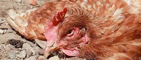 The Chicken Vet Talks About Newcastle Disease Poultry Diseases Hobby