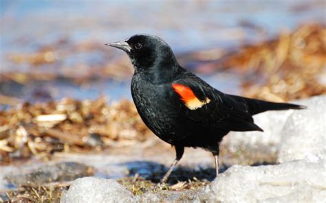 Red Winged Blackbird Wallpapers Wallpaper Cave