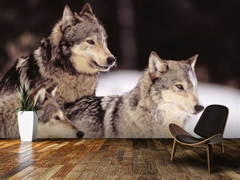 Design Pics Wall Murals Wallsauce Uk Beautiful Wolves Grey Wolf