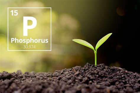 Phosphorus Uses In Plants