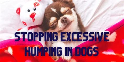 How To Stop Excessive Humping In Dogs