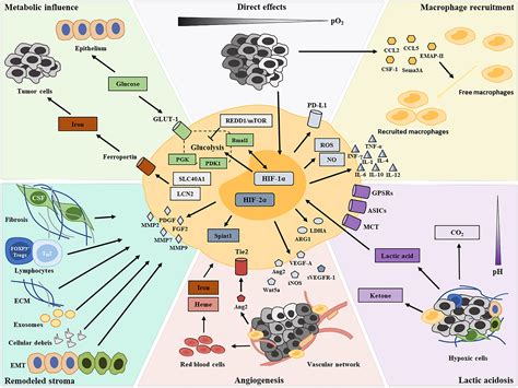 Frontiers Tumor Associated Macrophages And Their Functional