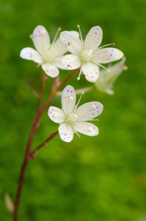 When it comes to small indoor plants, chinese money plant (pilea peperomioides) comes to the mind. These Small Flowers Are Insanely Beautiful (50 PHOTOS)